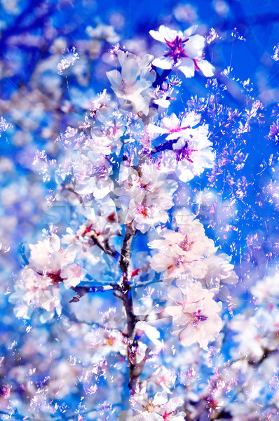 double exposure of almond trees in full bloom  Stock photo © nito
