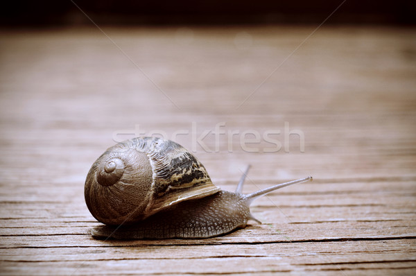 land snail on a wooden surface Stock photo © nito