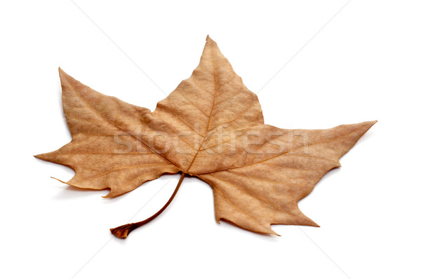 autumn leaf Stock photo © nito