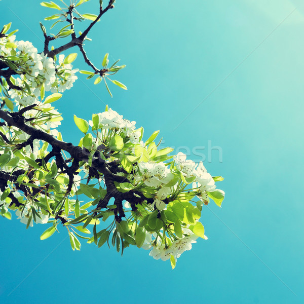 Ciliegio albero completo fiorire filtrare effetto Foto d'archivio © nito