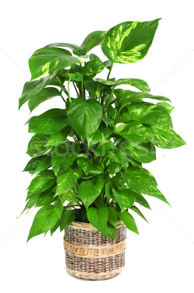 Epipremnum aureum plant Stock photo © nito