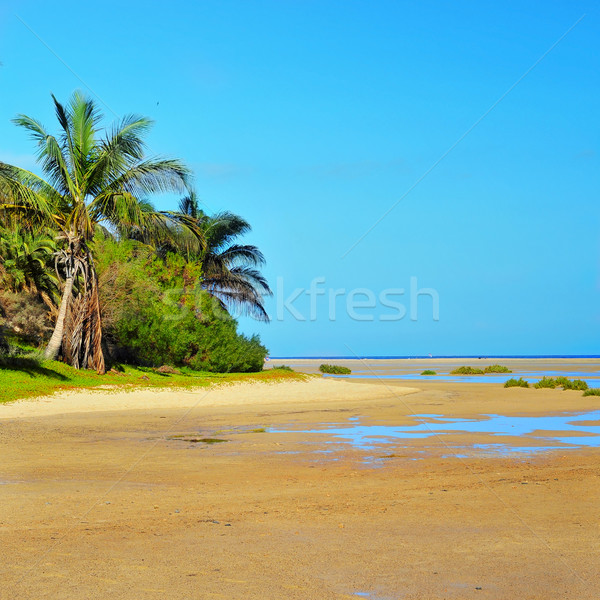 Plaży Hiszpania drzewo krajobraz morza Zdjęcia stock © nito