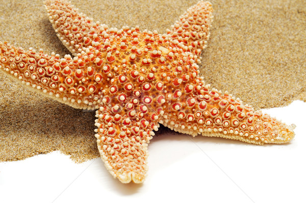starfish on the sand Stock photo © nito