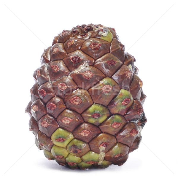 pine cone Stock photo © nito