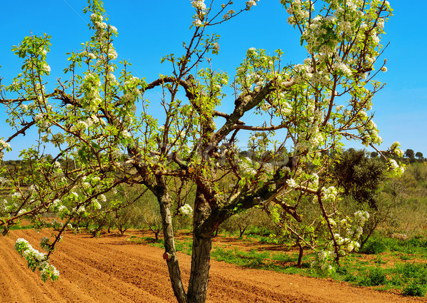 Cereja árvore completo florescer cultivado campo Foto stock © nito