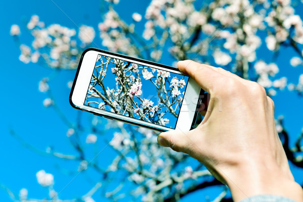 taking a picture of an almond tree in full bloom Stock photo © nito