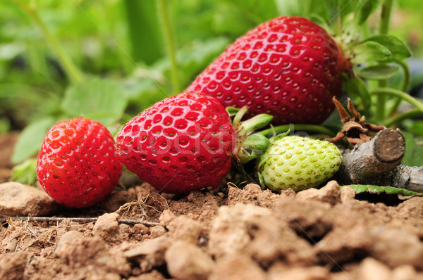 ripe strawberries in the plant Stock photo © nito