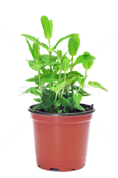 De planta branco comida jardim Foto stock © nito
