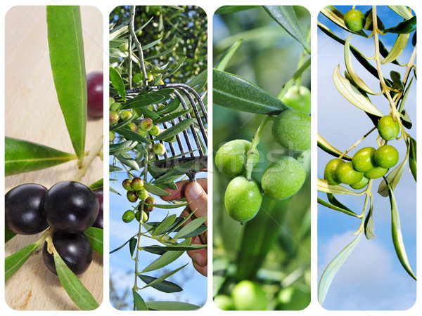 Stock photo: olive harvesting collage