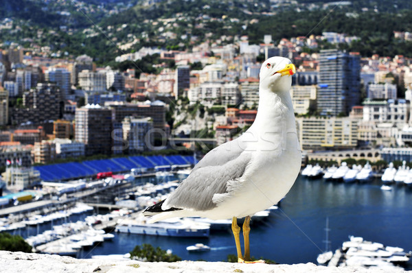 seagull and Port Hercules in La Condamine and Monte Carlo, in Mo Stock photo © nito