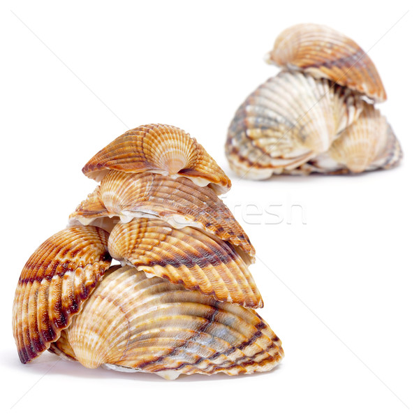 Stock photo: seashells