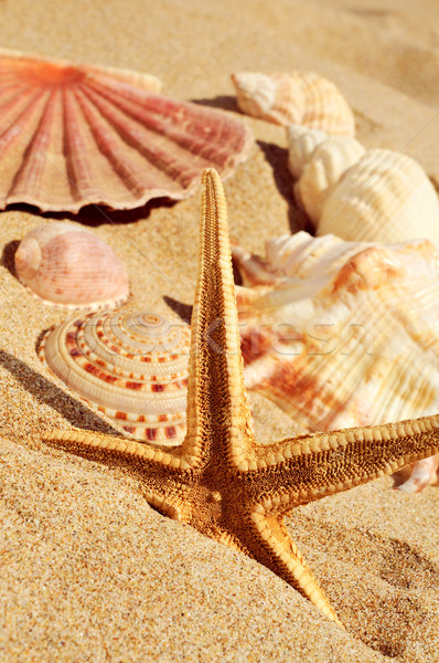 starfish and seashells on the sand of a beach Stock photo © nito