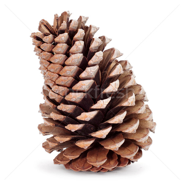 pine cone Stock photo © nito