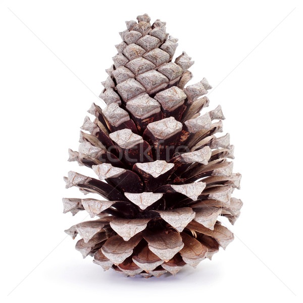 dried pine cone Stock photo © nito