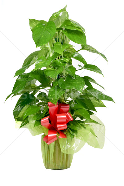 gift-wrapped Epipremnum aureum plant Stock photo © nito