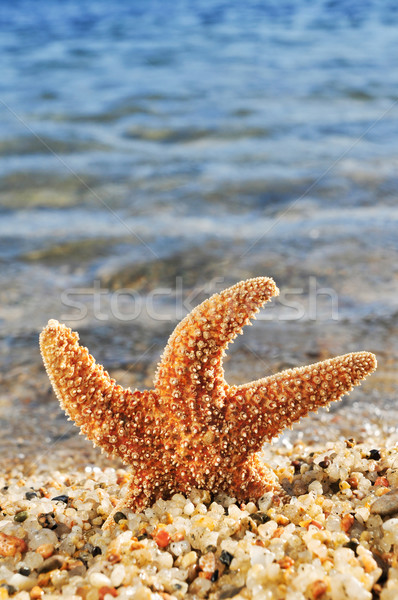 orange starfish in the seashore Stock photo © nito