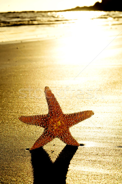 seastar on the shore of a beach Stock photo © nito