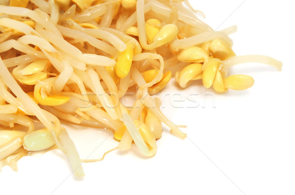 soybean sprouts Stock photo © nito
