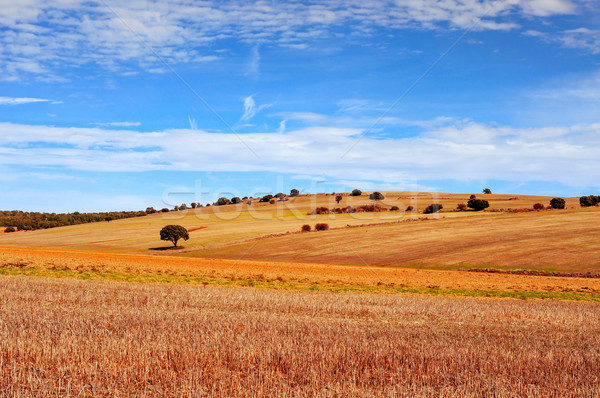 cornfield landscape in the province of Soria, Spain Stock photo © nito