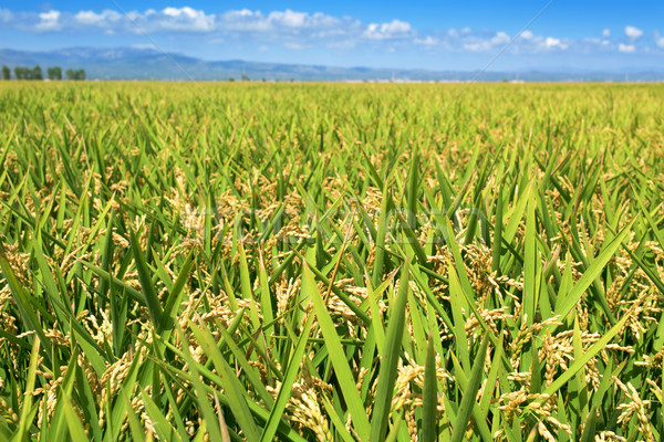 paddy field in the Ebro Delta, in Catalonia, Spain Stock photo © nito