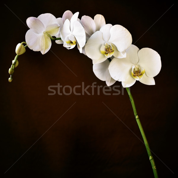 Phalaenopsis aphrodite orchid Stock photo © nito