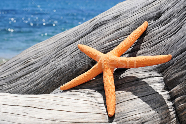 orange starfish on an old washed-out tree trunk on the beach Stock photo © nito