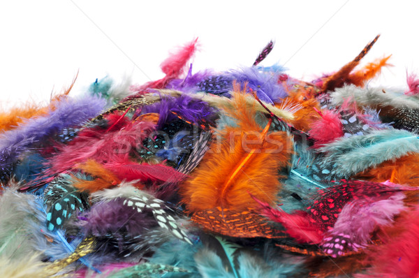 feathers of different colors Stock photo © nito