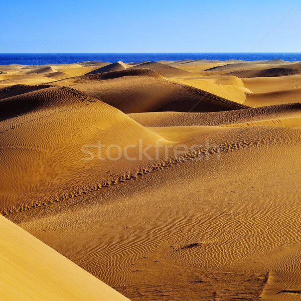 Natural Reserve of Dunes of Maspalomas, in Gran Canaria, Spain Stock photo © nito