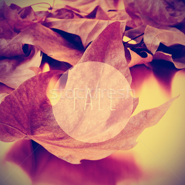 dried leaves and the word fall Stock photo © nito