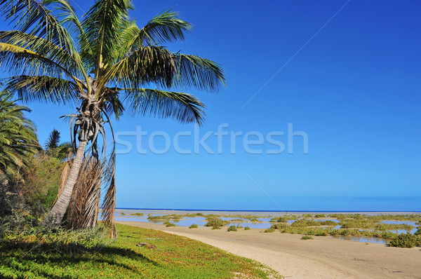 Plajă insulele canare Spania oaza soare natură Imagine de stoc © nito