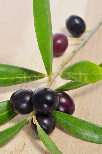 olive tree branch Stock photo © nito