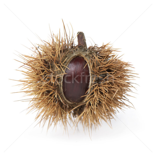 Foto stock: Castanha · branco · fruto · fundo