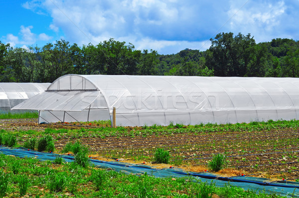 high tunnels Stock photo © nito