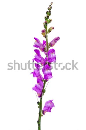 violet snapdragon Stock photo © nito