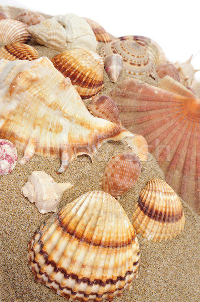seashells on the sand Stock photo © nito