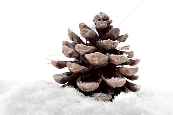 松樹 錐體 雪 白 設計 背景 商業照片 © nito