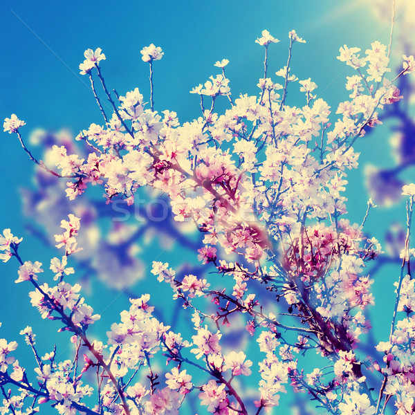 Stock photo: double exposure of almond trees in full bloom