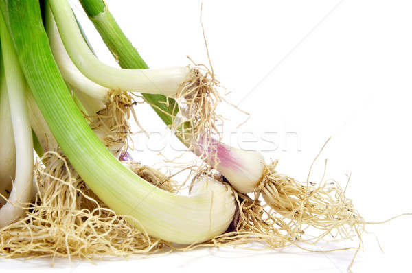 garlic shoots Stock photo © nito