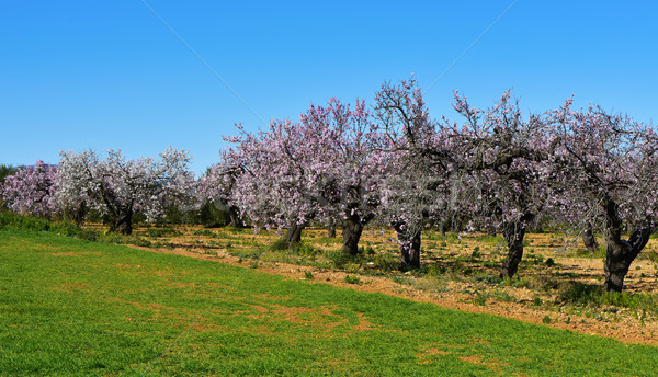 Foto stock: Amêndoa · árvores · completo · florescer · ver