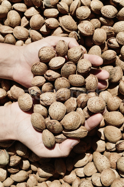 man picking almonds Stock photo © nito