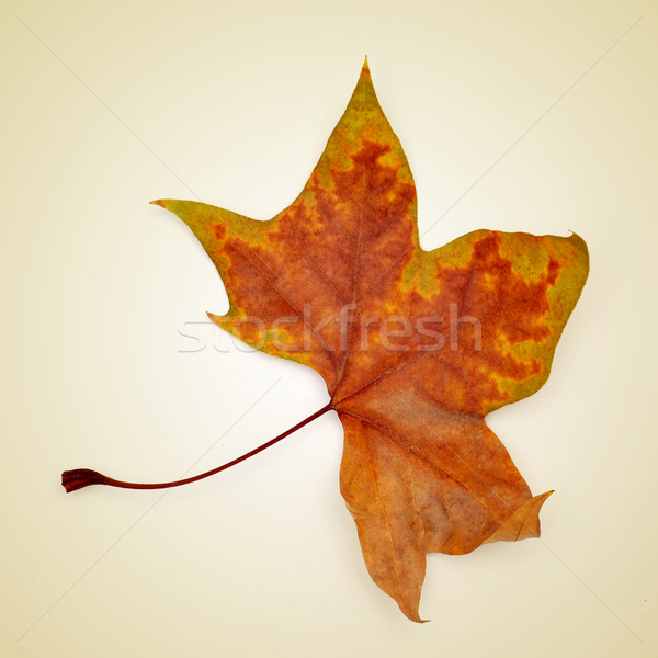 Stock photo: autumn leaf