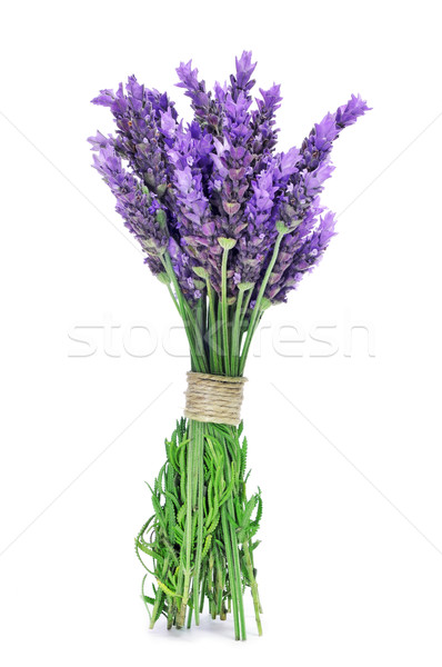 lavender Stock photo © nito