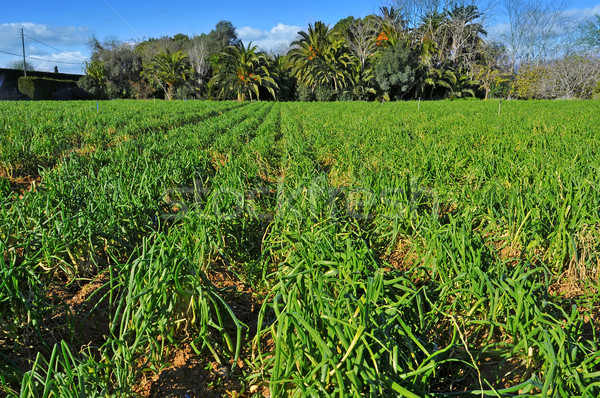 plantation of calcots, catalan sweet onions Stock photo © nito