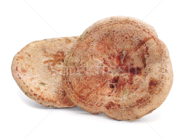 rovellons, typical autumn mushroom of Spain Stock photo © nito