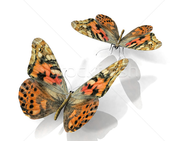 Schmetterling schönen Flügel Natur Garten Schönheit Stock foto © njaj