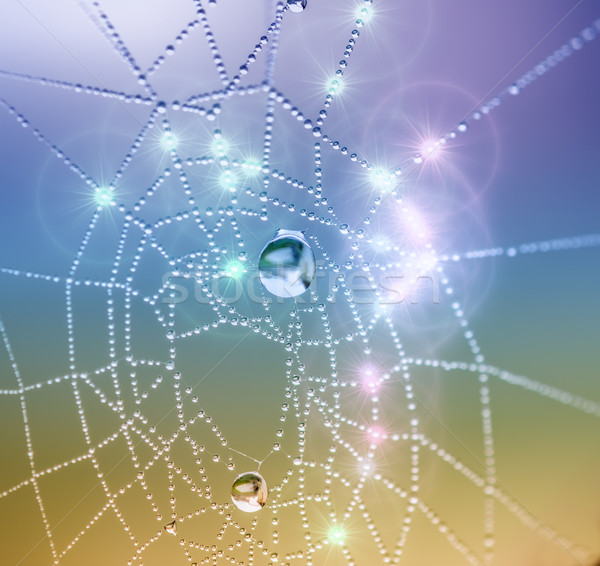 spiderweb and dewdrops Stock photo © njaj