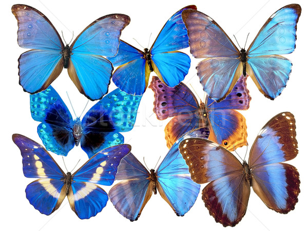 Schmetterling schönen blau Natur Garten Schönheit Stock foto © njaj