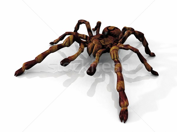 the  tarantula Stock photo © njaj