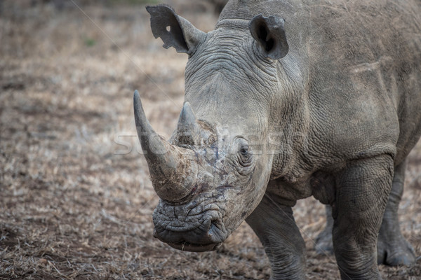 Zdjęcia stock: Biały · rhino · Afryki · niebezpieczeństwo · silne · safari