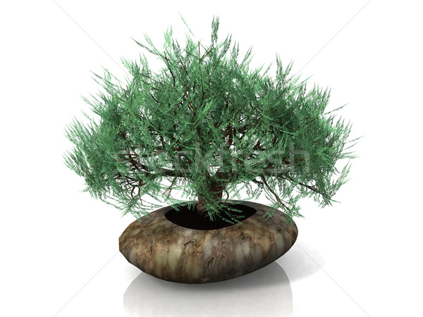 bonsai tree Stock photo © njaj